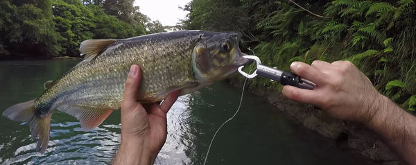 Machacas con Fly Fishing en el Río Sarapiquí (Con Video)