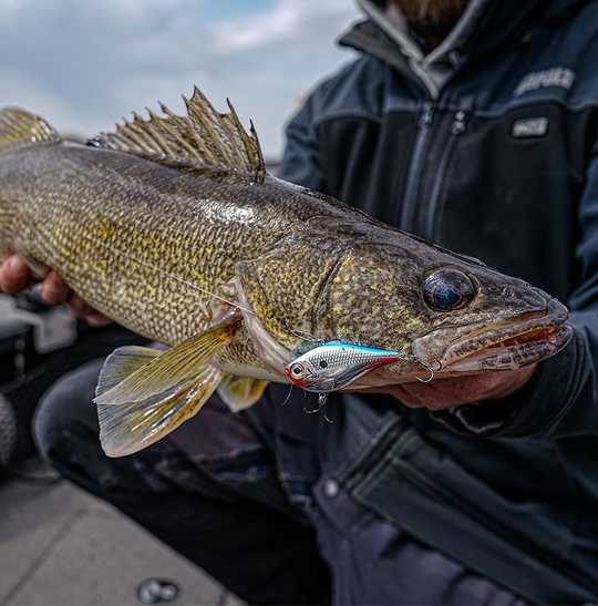 Señuelo Rapala Rippin' Rap Cajeta en 5cm, 6cm y 7cm - Hundimiento
