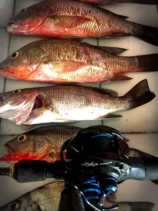 Carrete KastKing Crixus Armor-X para Baitcasting